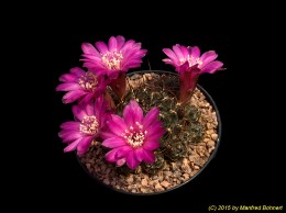 Sulcorebutia steinbachii v. steinbachii HS85 2194